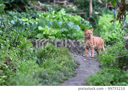 cute kitten playing on the field 99755210