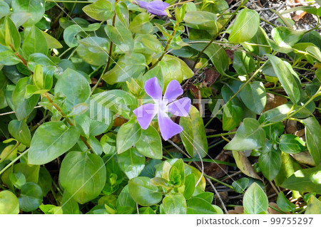 長春花 99755297