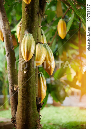 Cacao pods in farm 99755457