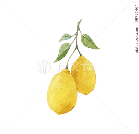 Beautiful image with hand drawn watercolor yellow lemons and flowers. Stock clip art illustration. 99755464