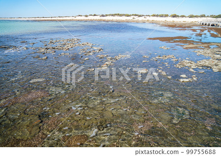 Colonies of stromatolites, living fossils 99755688