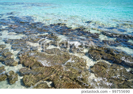 Stromatolites in Hamelin Pool 99755690