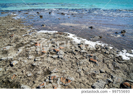 Shark Bay, colony of stromatolites 99755693