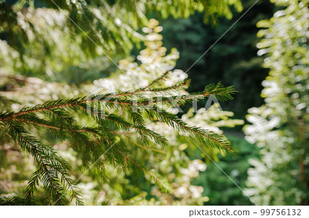 A branch of a green conifer, a spruce tree grows in the forest A branch of a green conifer, a spruce tree grows in the forest 99756132