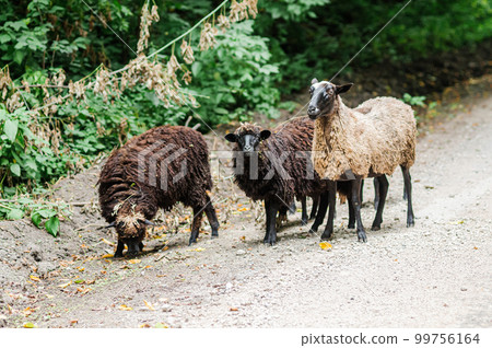 Sheep on the road, white and brown sheep Sheep on the road, white and brown sheep 99756164