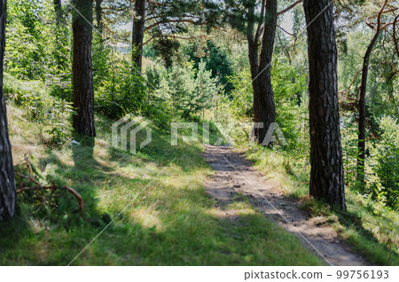 Path in the forest near the river. Summer Path in the forest near the river. Summer 99756193