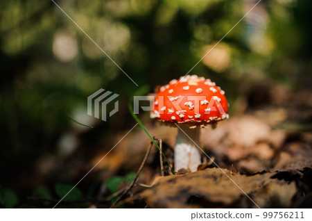 Red fly agaric grows in the forest among the leaves 99756211