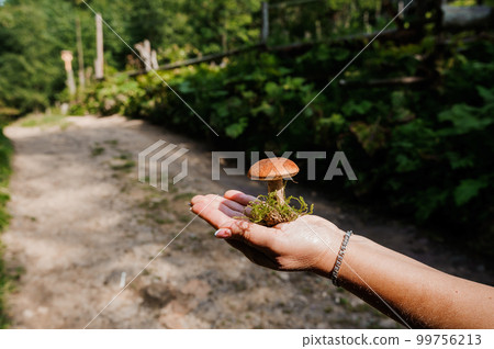 White mushroom with root and moss on the palm 99756213