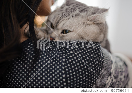 Beautiful gray cat in the arms of a girl 99756654