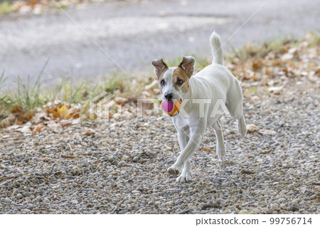 Dog with ball playing with children Dog with ball playing with children 99756714
