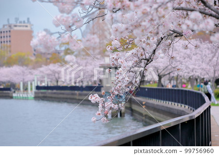 Cherry blossoms and cherry blossom viewing in full bloom at Tenjinbashi, Osaka 99756960