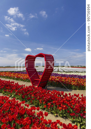 Field of tulips with red heart near Keukenhof, The Netherlands 99756994