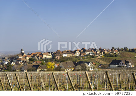 Vineyard with Zellenbergr, Alsace, France 99757223