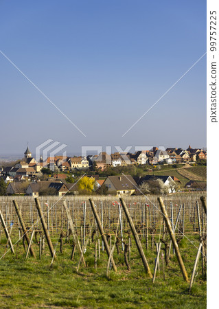 Vineyard with Zellenbergr, Alsace, France 99757225