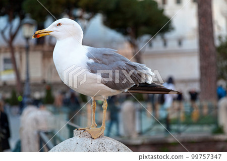 Yellow-legged gull on a fence 99757347