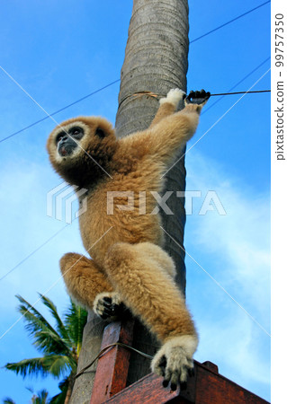 Gibbon playing on a palm tree 99757350