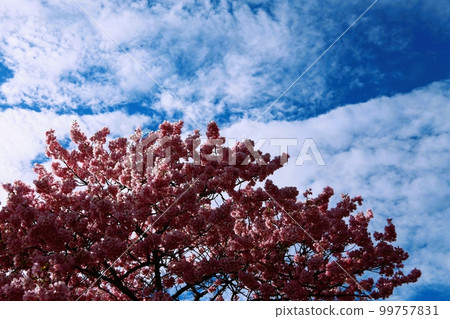 Southern cherry blossoms in full bloom　 99757831