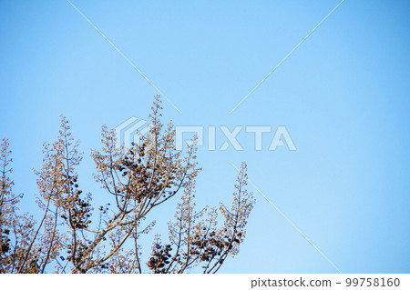 Paulownia tree buds and fruit shells (winter) 99758160