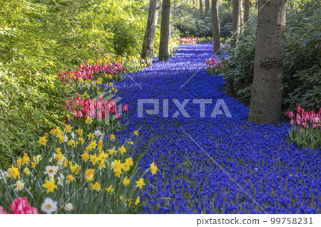 Muscari flowers (Muscari armeniacum) and Narcissus jonquilla, rush narcis in Keukenhof flower garden, Lisse, Netherlands 99758231