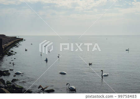 Blue sea sunrise and floating swans in the water. Wild white swans swim in the sea near the shore. Swans feed near the sea. Many swans swim in the Baltic Sea  99758483