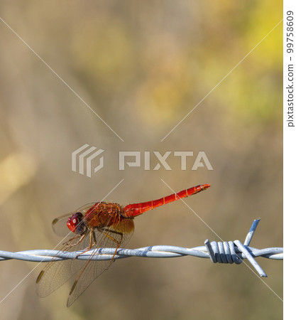red  dragonfly on the wire in Camargue, France 99758609
