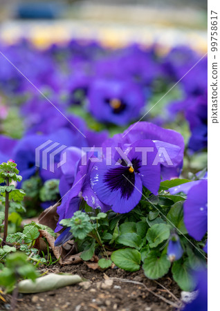 Flower garden Flower garden 99758617