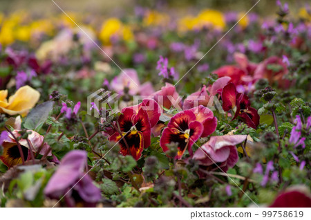 Flower garden 99758619