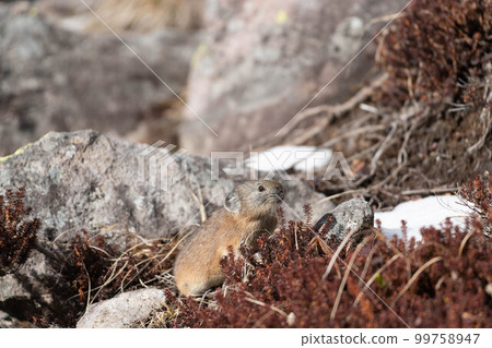 Daisetsuzan Pika in early winter Daisetsuzan Pika in early winter 99758947