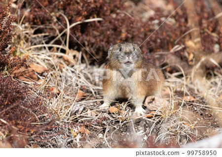 Daisetsuzan Pika in early winter Daisetsuzan Pika in early winter 99758950
