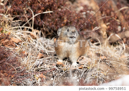 Daisetsuzan Pika in early winter Daisetsuzan Pika in early winter 99758951