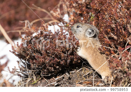 Daisetsuzan Pika in early winter Daisetsuzan Pika in early winter 99758953