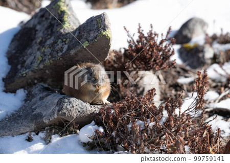 Daisetsuzan Pika in early winter 99759141