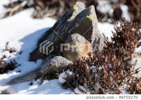 Daisetsuzan Pika in early winter Daisetsuzan Pika in early winter 99759270