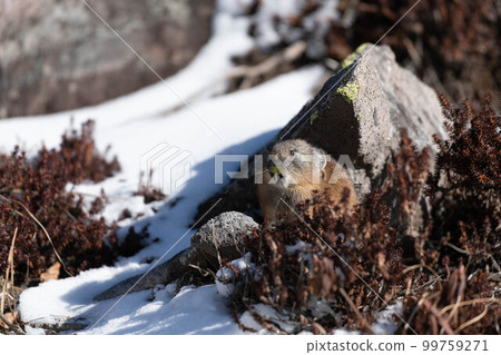 Daisetsuzan Pika in early winter Daisetsuzan Pika in early winter 99759271