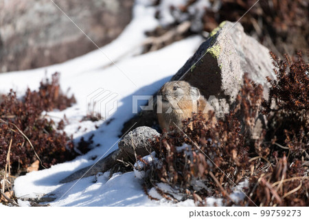 Daisetsuzan Pika in early winter Daisetsuzan Pika in early winter 99759273