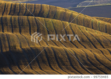 Typical Tuscan morning autumn landscape, Val D'Orcia, Tuscany, Italy 99759465