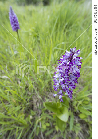 wild orchid in White Carpathian Mountains, Czech Republic 99759584