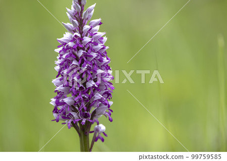 wild orchid in White Carpathian Mountains, Czech Republic wild orchid in White Carpathian Mountains, Czech Republic 99759585