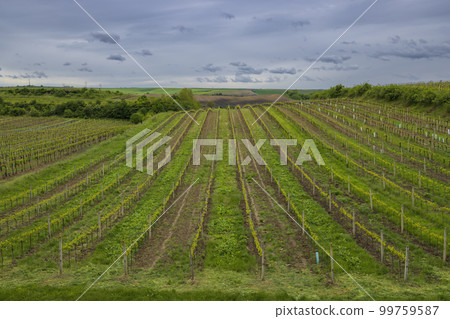 Spring vineyard near Cejkovice, Southern Moravia, Czech Republic Spring vineyard near Cejkovice, Southern Moravia, Czech Republic 99759587