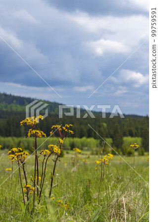 Typical spring landscape near Stozec, Nation park Sumava, Czech Republic 99759591