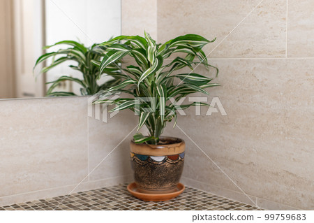 houseplant Dracaena on the counter in the bathroom. a mirror reflectoin is in view. home decor concept. horizontal image 99759683