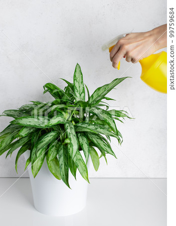 woman sprays a houseplant Aglaonema with clean water from a spray bottle. houseplants care. selective focus. 99759684
