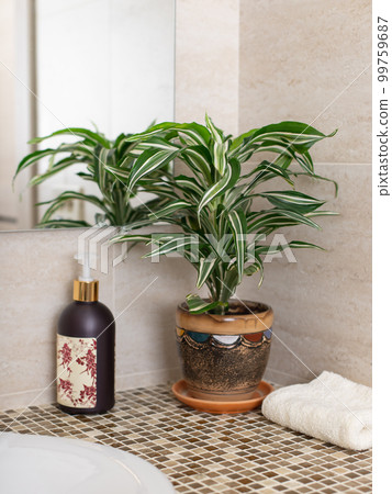 Dracaena indoor plant in a flowerpot, liquid soap pump and clean towel on the counter in the bathroom. plant and interior concept. selective focus. 99759687