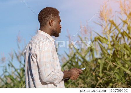 African American farmer types info on tablet on corn field African American farmer types info on tablet on corn field 99759692