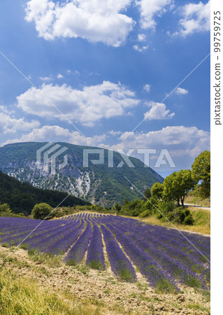 Lavender field near Montbrun les Bains and Sault, Provence, France 99759725