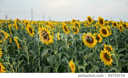 Sunflower plantation growing on field against blue sky 99759739