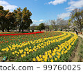 世博會紀念公園鬱金香場 99760025