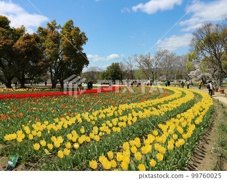 Expo Memorial Park Tulip Field 99760025