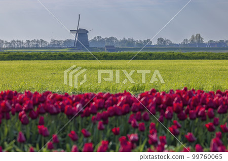 Field of tulips with Ondermolen windmill near Alkmaar, The Netherlands 99760065