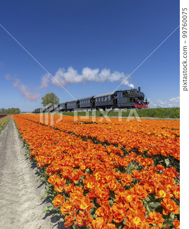 Steam train with tulip field, Hoorn - Medemblik, Noord Holland, Netherlands 99760075